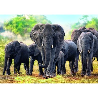 Пазл Trefl Африканские слоны 1000 элементов (10442) Spok