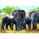 Пазл Trefl Африканские слоны 1000 элементов (10442) Фото 2
