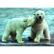 Пазл Trefl Белые медведи 500 элементов (37270) Фото 2